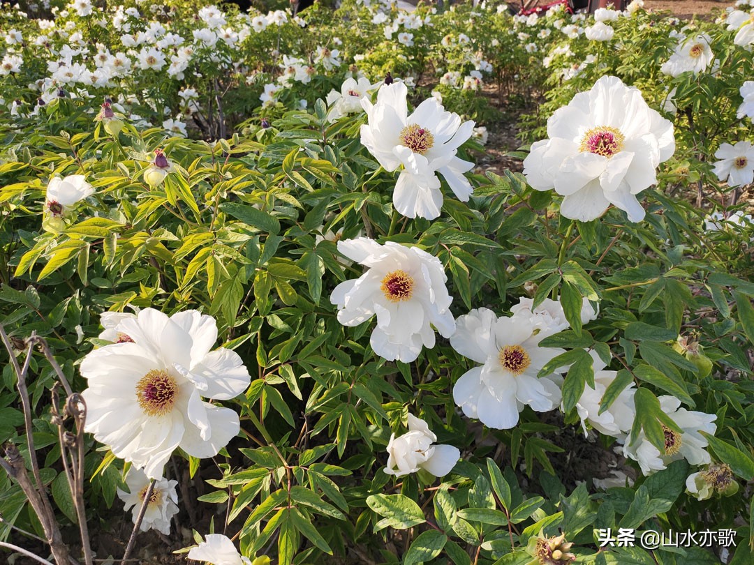 石家庄有个天然氧吧,石家庄天然氧吧旅游景点