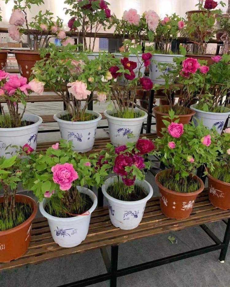 怎么养盆栽牡丹花,养牡丹花怎样浇水