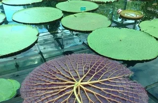 珠峰顶部岩石,珠峰顶部什么样子