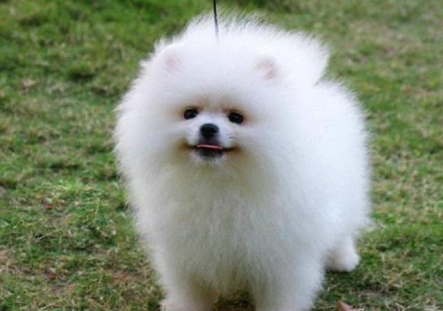 纯种博美犬和精品博美犬如何分辨,纯种博美犬的特征是什么