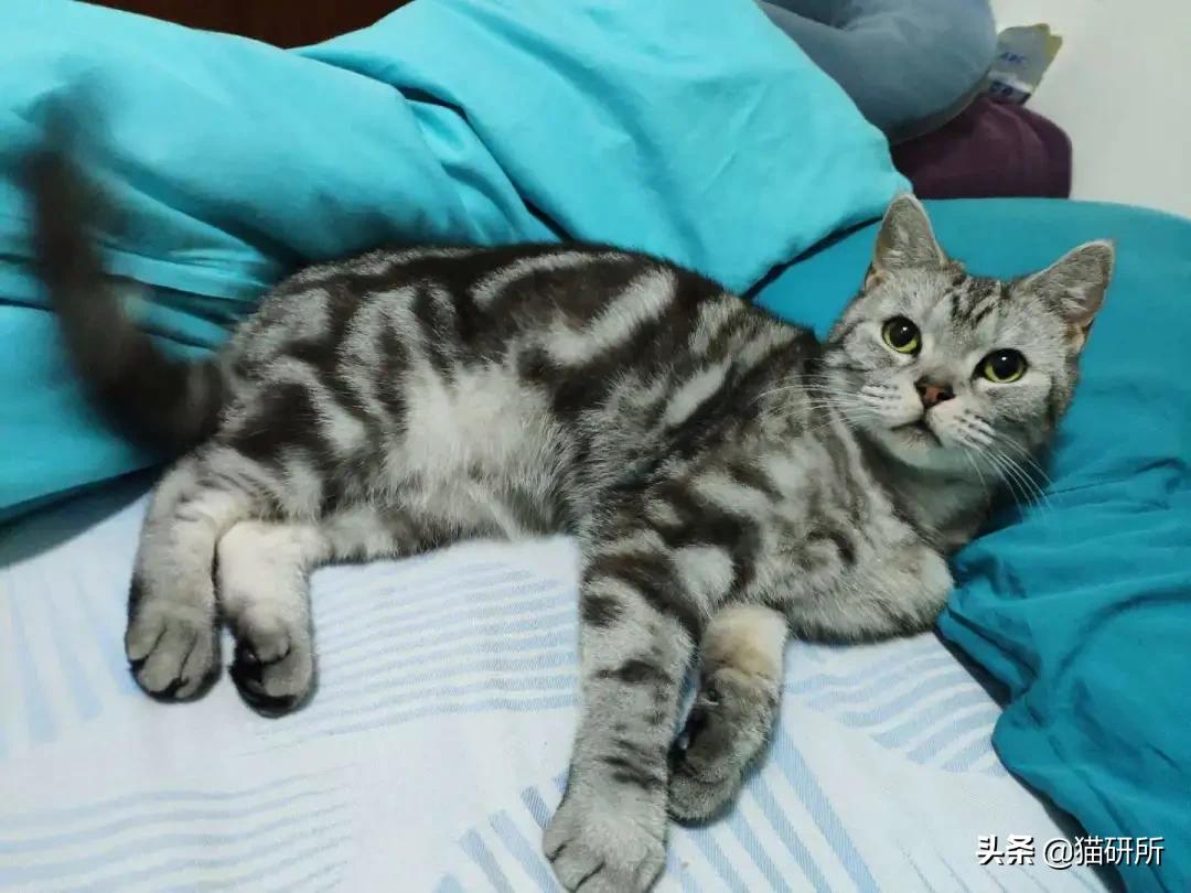 猫咪的花纹是怎么长出来的,猫咪身上的花纹有多奇葩