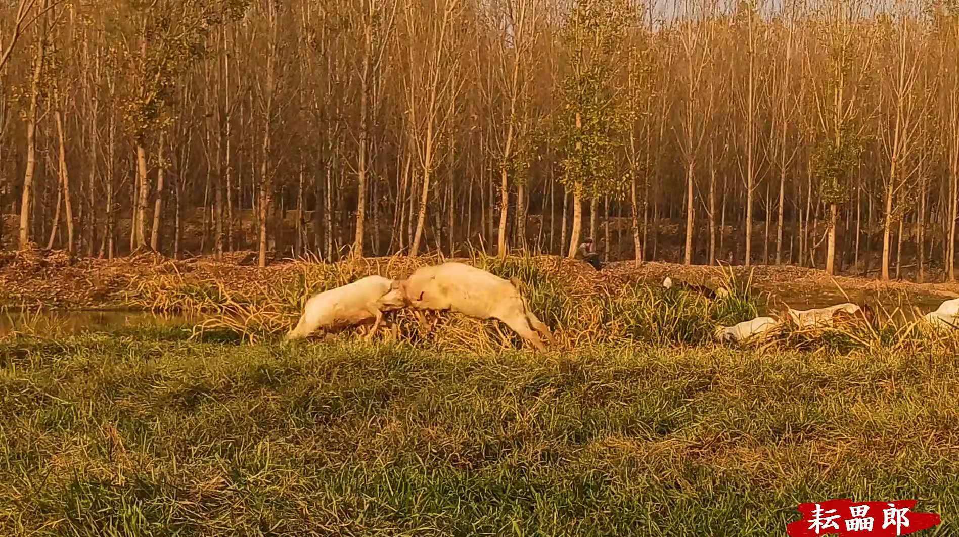 羊是如何解决爱恨情仇的？争夺配偶引发旋风相对，泗河公羊打架