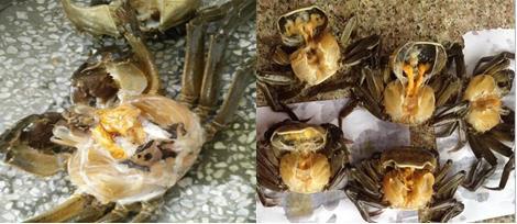 螃蟹养殖需要注意什么,螃蟹养殖吃什么