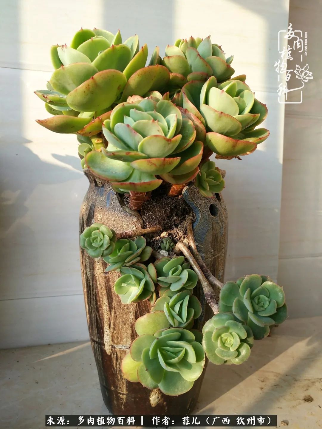 多肉相伴的感悟,与多肉为伴的时光真的很美好