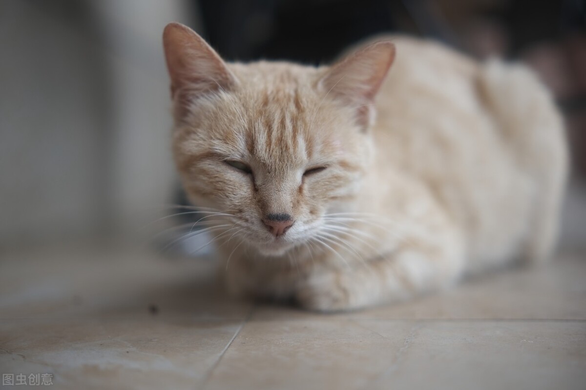 母猫发情期可以绝育吗,母猫发了情一般持续几天