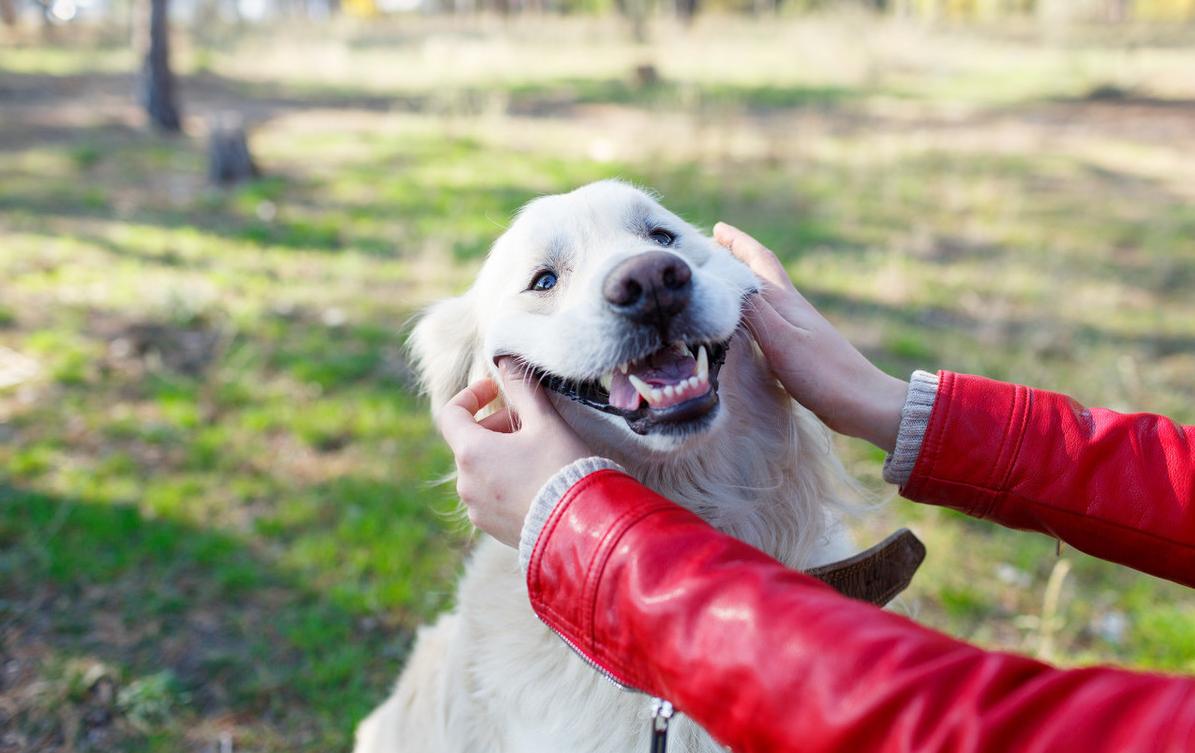 对外人警惕性最高的狗狗,最危险的七种狗狗遇到一定要躲开