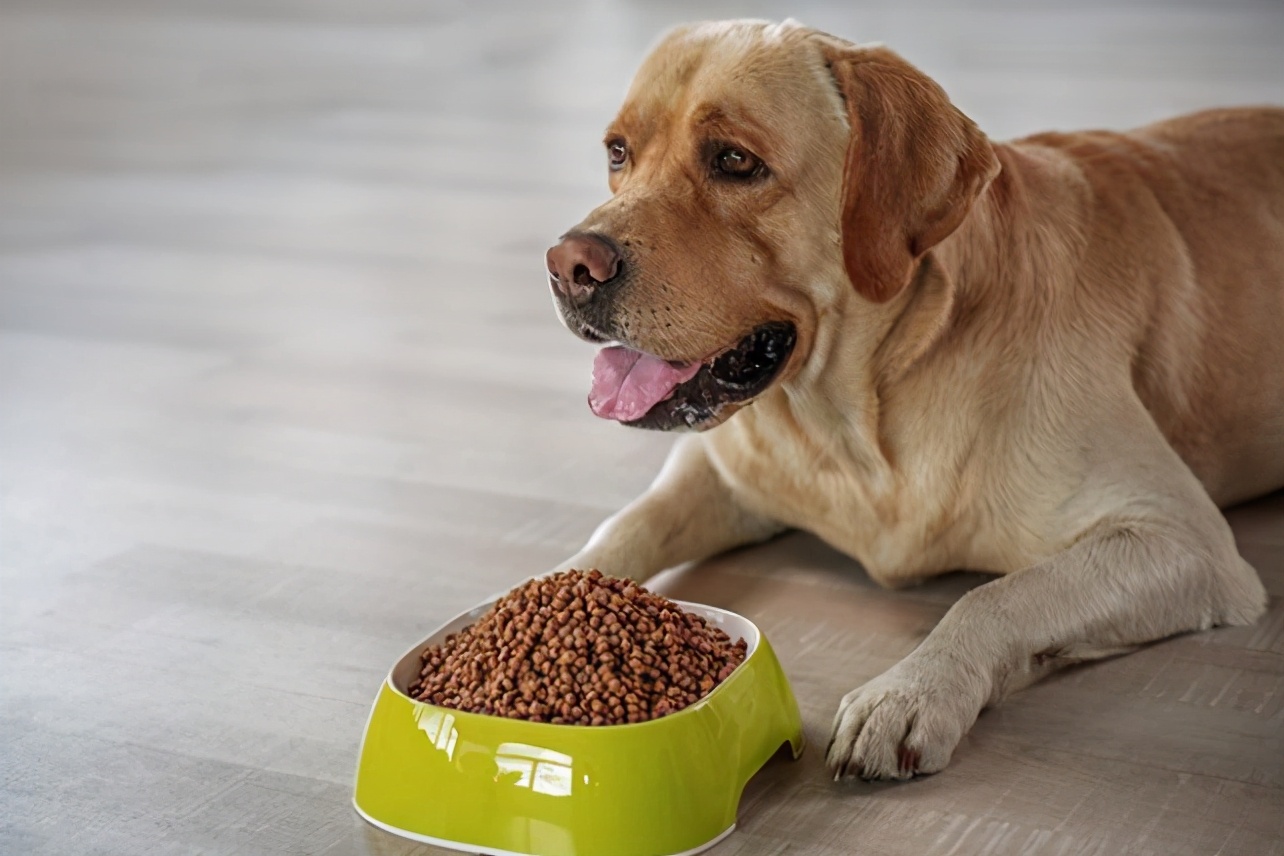 狗狗发抖查不出原因,辟谣狗狗鼻子干就是生病