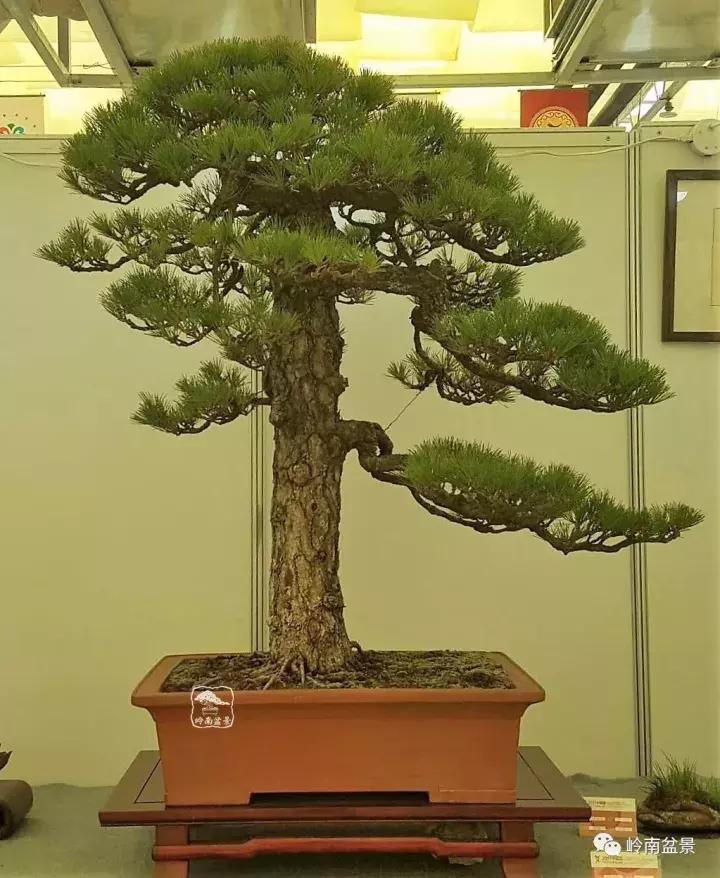 盆景欣赏苍劲有力老桩,精品盆景寒枝欣赏