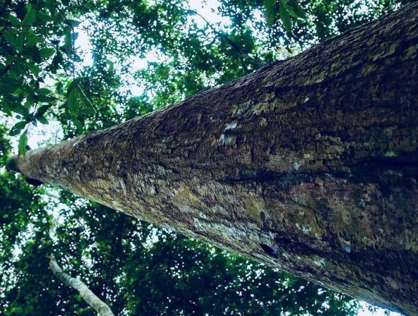 木材溯源,木材经济价值