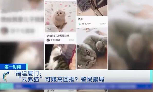 养猫被骗报警了,网络养猫被骗案