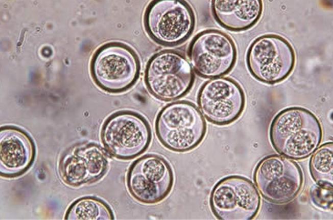 幼犬得了球虫病怎么喂药,什么是狗球虫