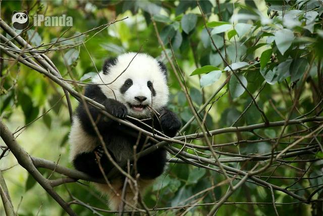 大熊猫在外国有多红,大熊猫外国人印象