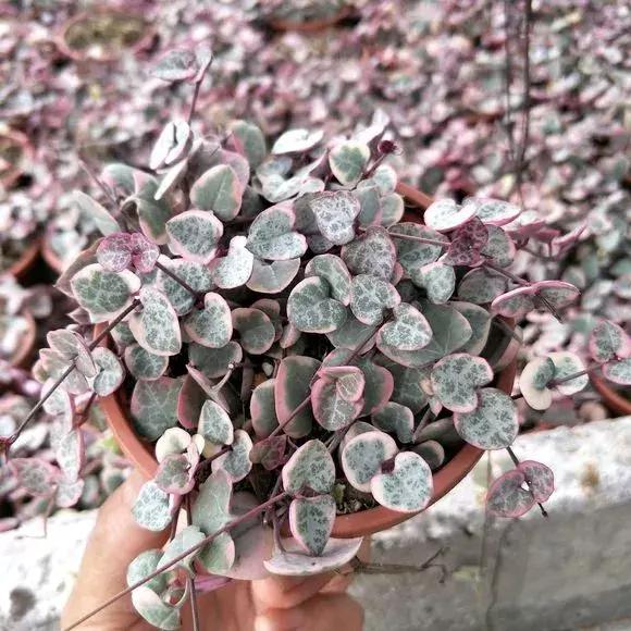 具有观赏性的吊兰多肉,吊兰多肉的养殖方法和注意事项