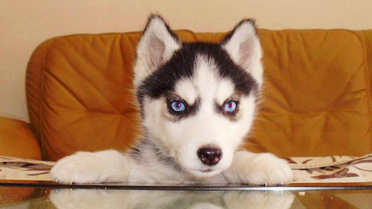 二哈能有多蠢,二哈能蠢到如此地步