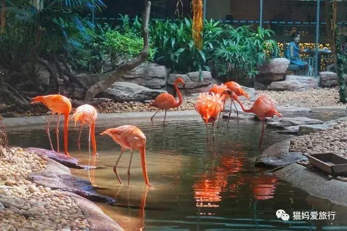 广州长隆野生动物园全程步行攻略,2天游玩广州长隆野生动物园攻略