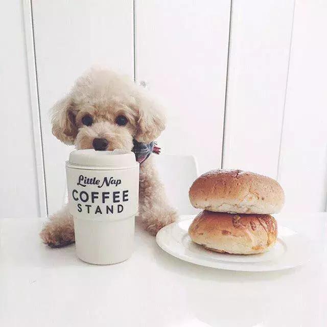 萌宠知识讲堂：狗狗临产前后必须注意的几大问题！