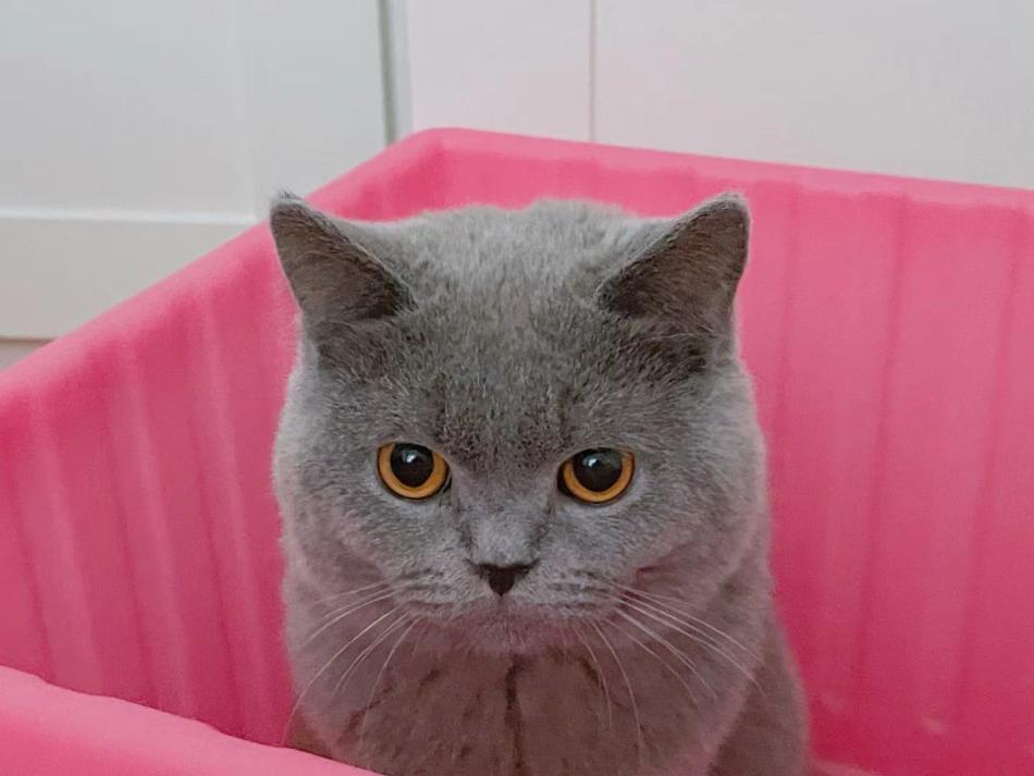 猫咪额头鼓起来软软的怎么回事,猫咪额头红怎么回事