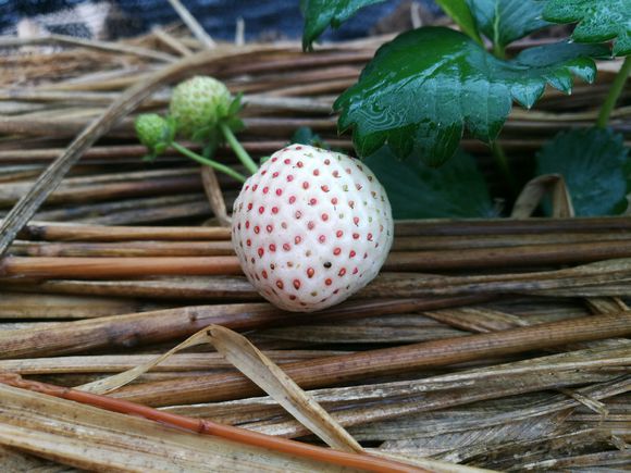 农民农村创业小项目,农民工返乡创业种植项目