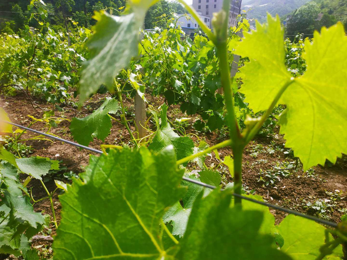 葡萄倒春寒多少度能形成冻害,葡萄休眠前白粉病怎么办