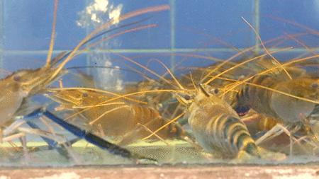 四海一家138元自助餐,四海一家118元自助餐券