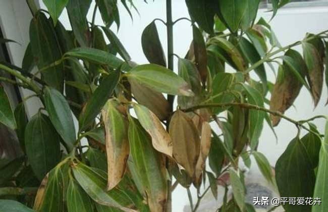 平安树叶子发干发黄怎么回事,平安树叶子一直发黄什么原因