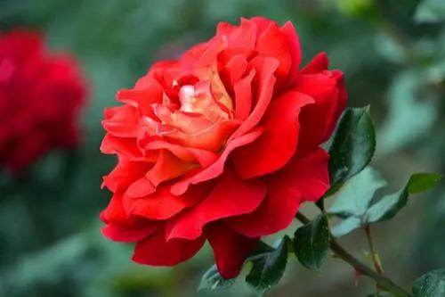 100种月季经典品种,100种经典月季品种