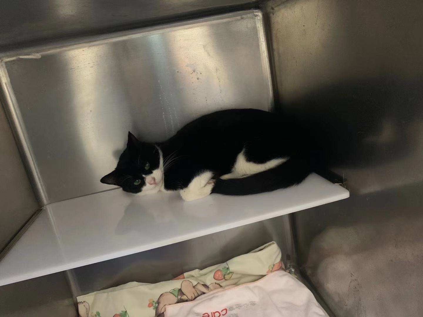 嘉蓝全阶段猫粮,嘉蓝猫粮评价