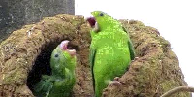 鹦鹉可以模仿任何声音吗,鹦鹉能模仿人说话英文怎么说