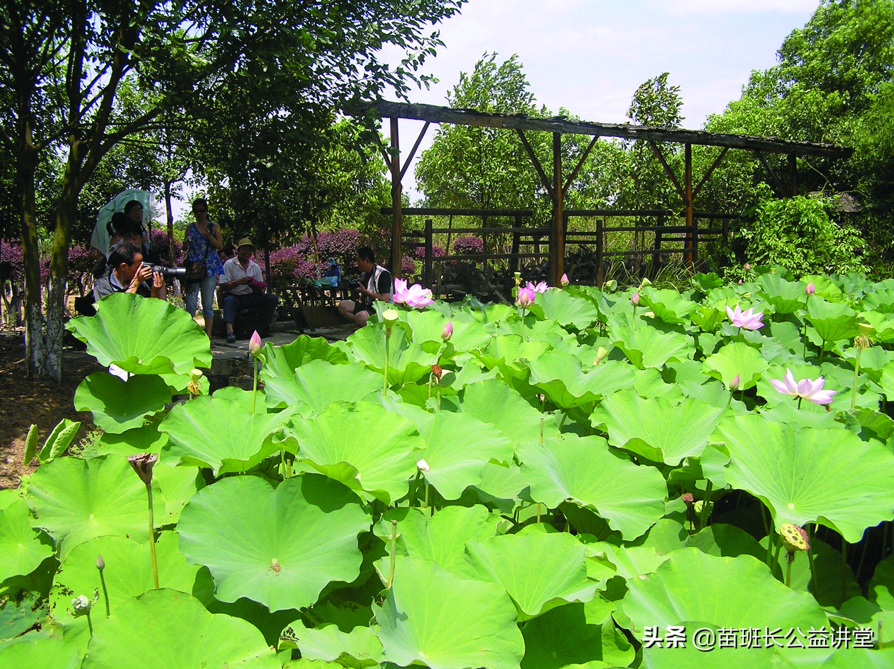 观赏荷花怎么栽培,荷花兰栽植养护