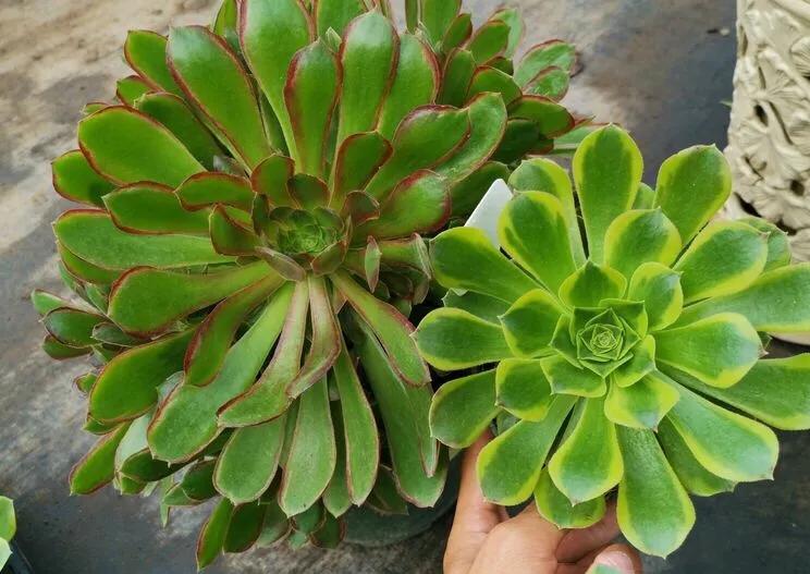 多肉法师韶羞现在能摘心吗,多肉法师欧紫跟韶羞的对比图