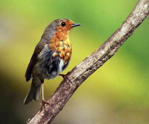 出门小鸟拉屎在身上有什么讲究,为什么鸟拉屎掉头上人会倒霉