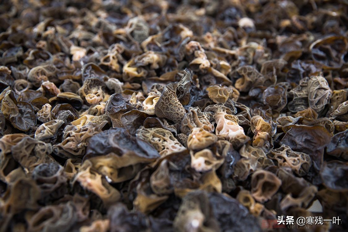 纯天然的野生木耳生长过程,山里采的野生木耳一斤多少钱