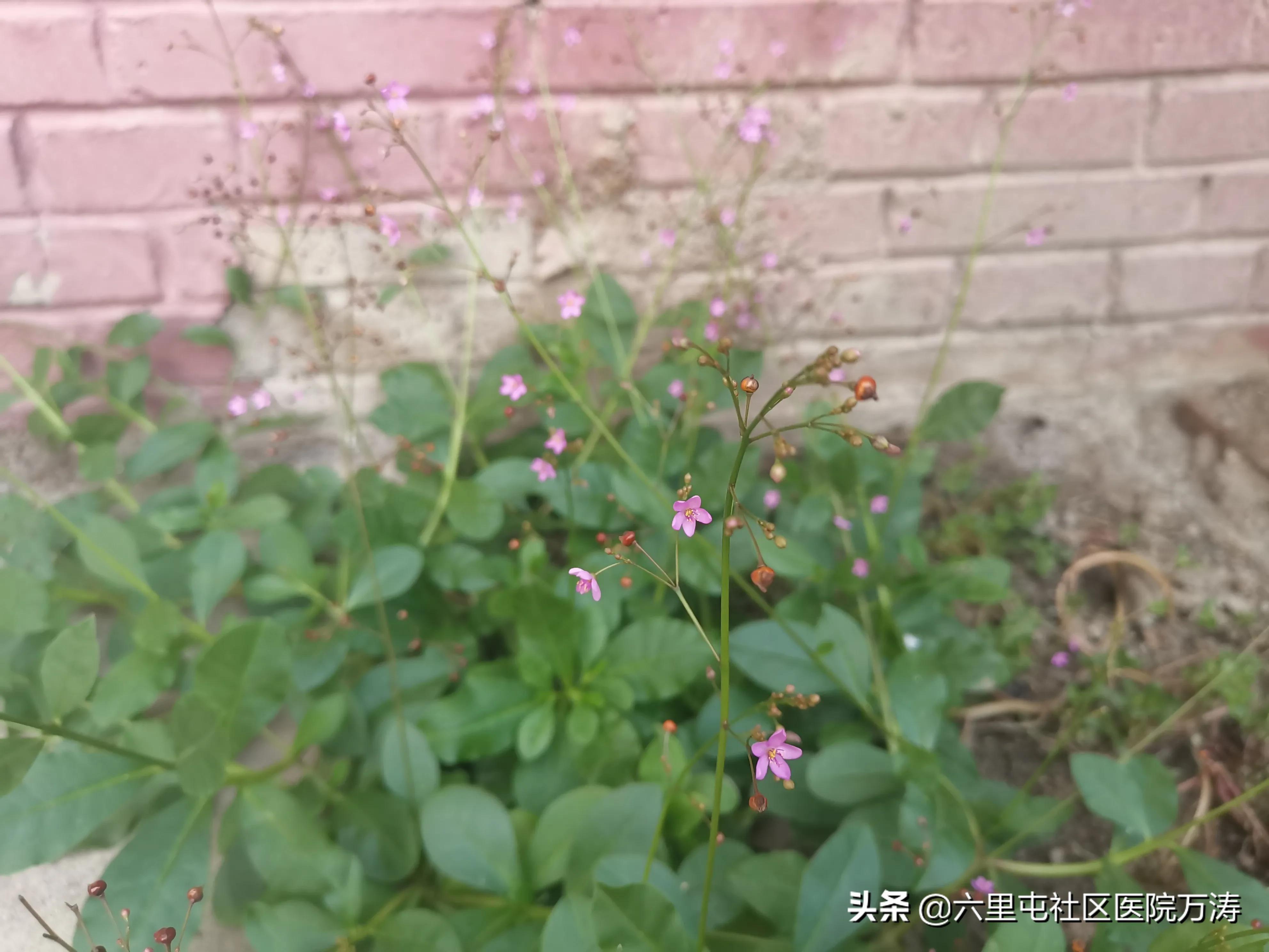 中药材假人参,中药红人参