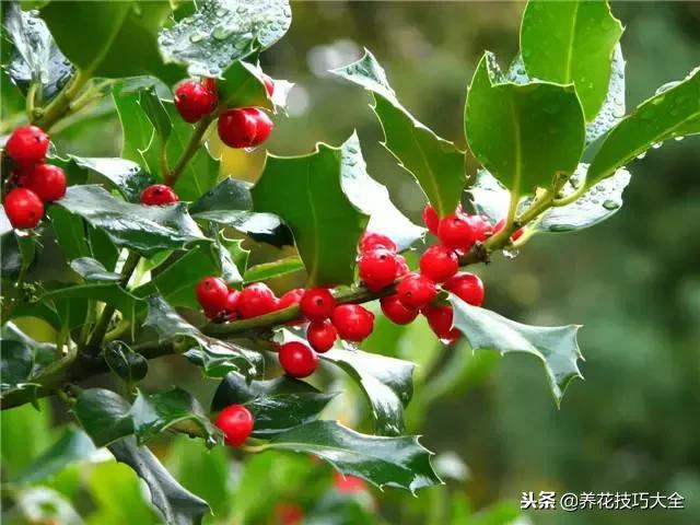 常见小区绿化100种植物图片,常见的水生植物有哪些种