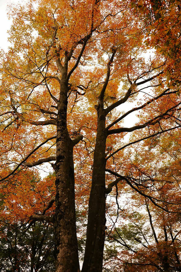 巴中光雾山红叶的最佳时间,红叶谷打卡地