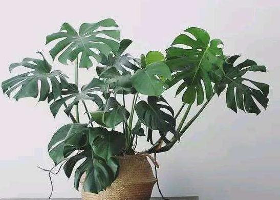 龟背竹的扦插方法和注意事项,怎么扦插龟背竹成活率高