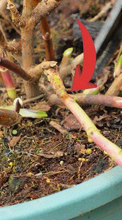 地栽绣球冬剪,两广地区绣球冬剪