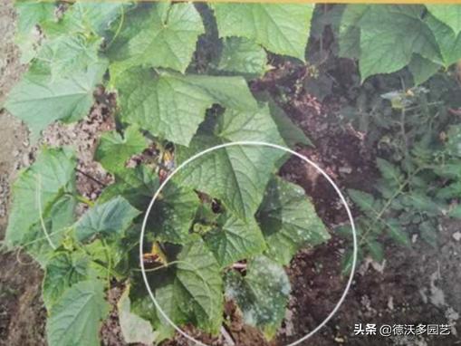 阳台养花怎样预防病虫害呢,家庭养花病害大全