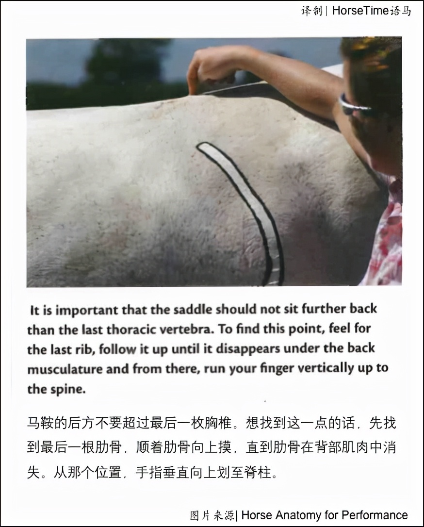 中轴骨和四轴骨,中轴脊柱