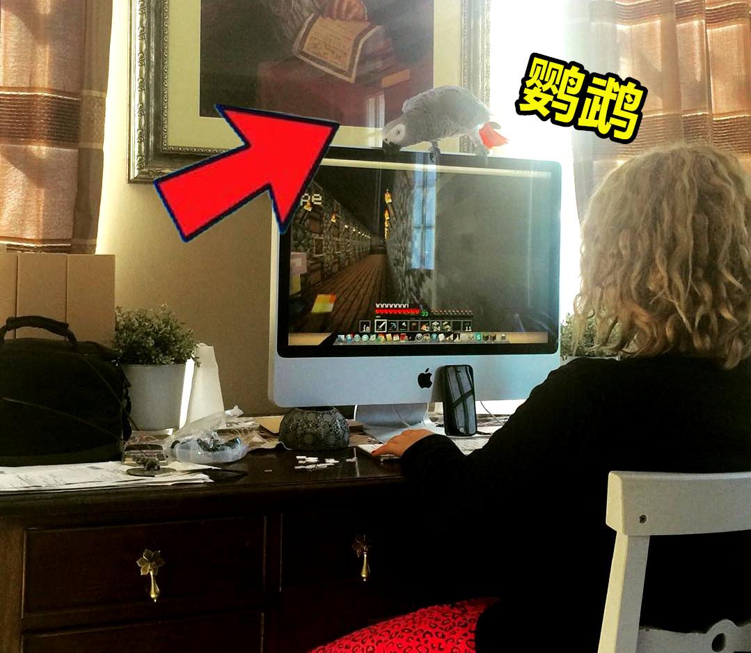 我的世界mc玩家们在池塘里养青蛙,我的世界养宠物模组推荐