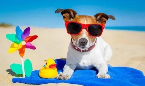 天气热狗狗会发抖吗,天气热狗狗会食欲下降没精神