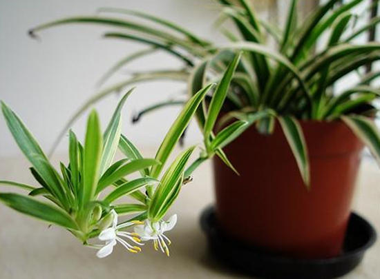 适合放厕所除异味的绿植水养,能净化空气又适合卫生间养的植物