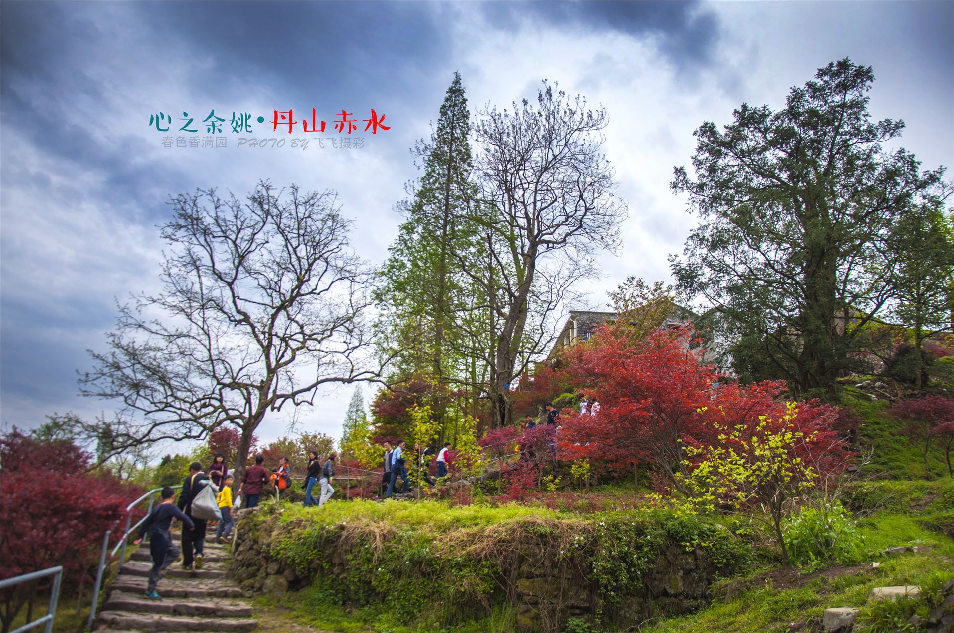 丹山赤水的老柿林景区,丹山赤水柿林古村