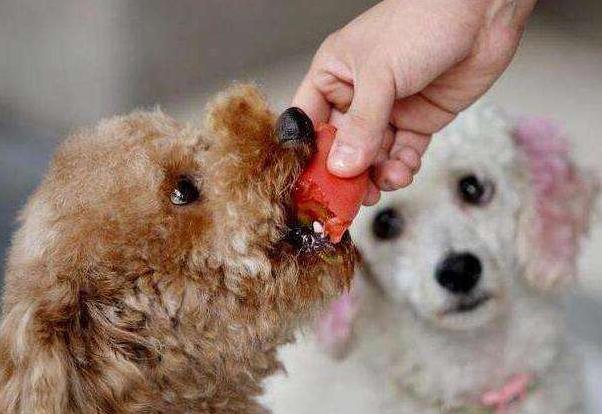 20种狗不能吃的食物,几种食物狗狗不能吃