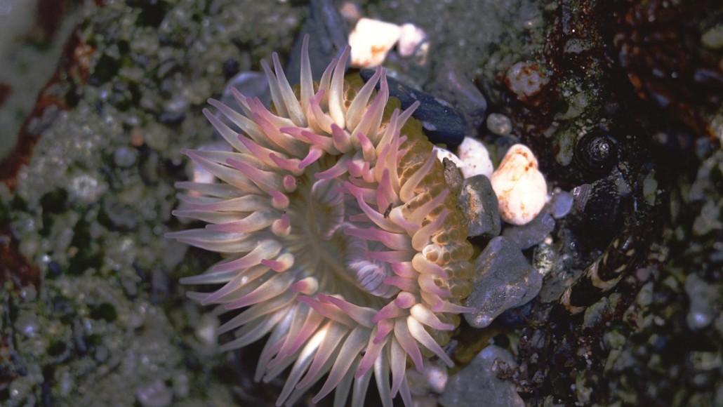 《查泰莱夫人的情人》:最“诲淫”小说,解剖最深刻真实的人性