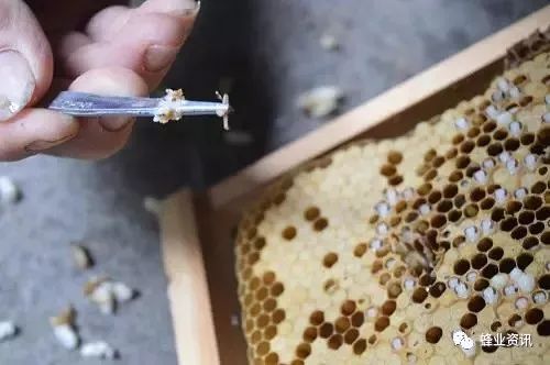 经常打扫的蜂箱为什么还有巢虫？蜜蜂养殖中怎么解决巢虫的危害