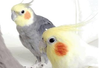 玄凤鹦鹉是哈士奇吗,玄凤公鹦鹉哈气