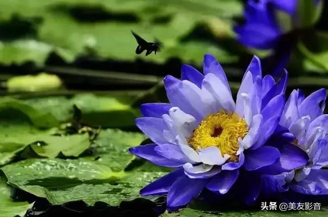 江南可采莲莲叶何田田全诗讲解,有关莲的古诗词大全