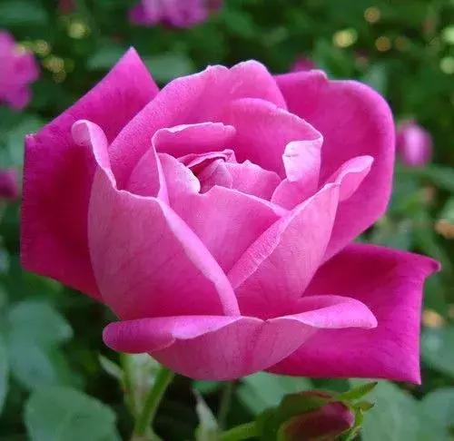 玫瑰和月季和蔷薇的区别图解,月季玫瑰蔷薇芍药牡丹的区别