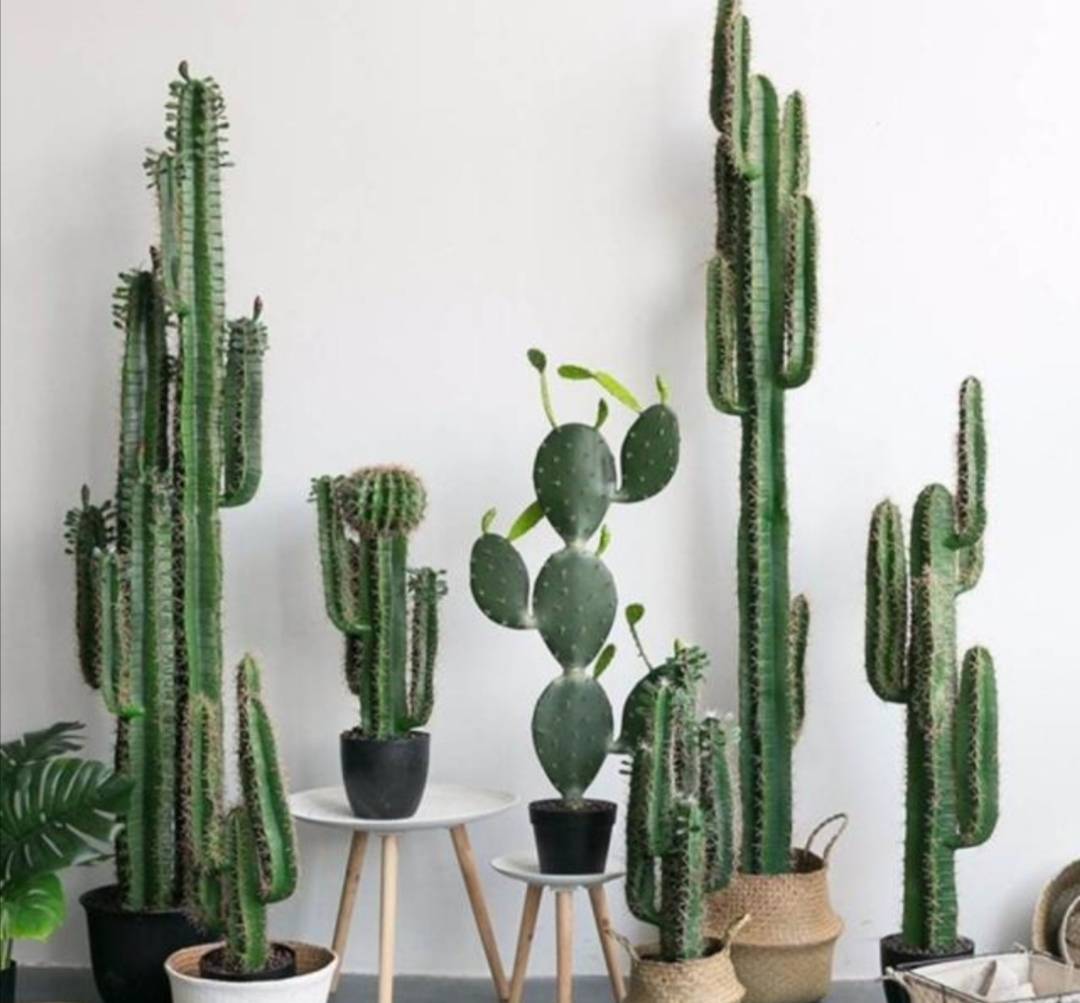 量天尺如何养得又粗又直,量天尺怎么养才能养得又肥又胖